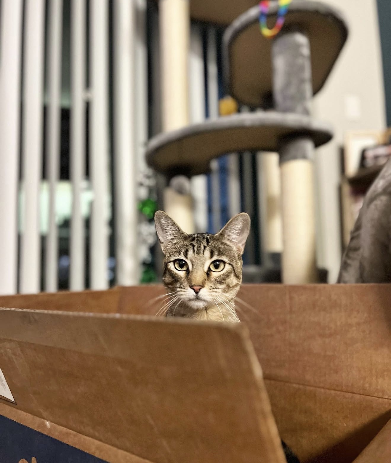 A tabby cat peeks over a cardboard box, with a cat tree and vertical blinds in the background.