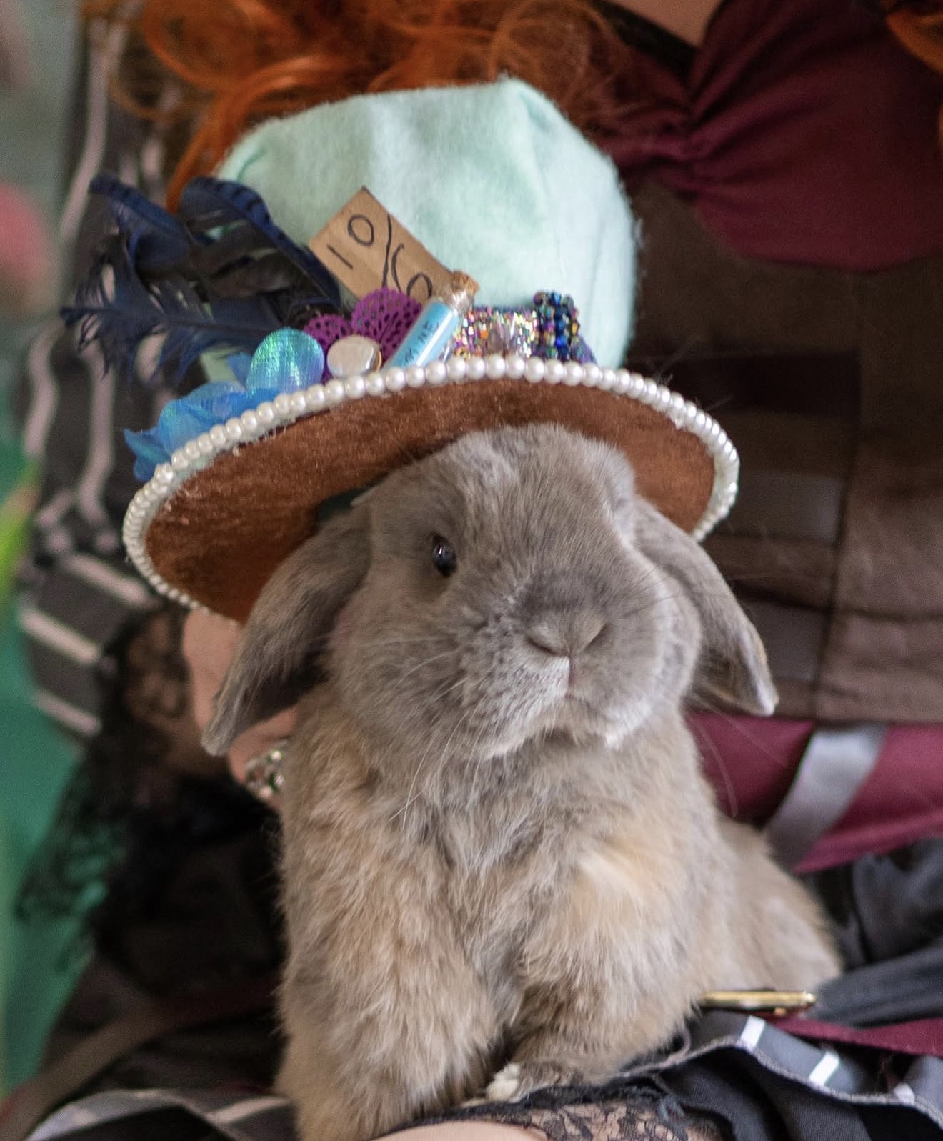 Gray rabbit wearing a decorated hat with beads and feathers, sitting on a person's lap.