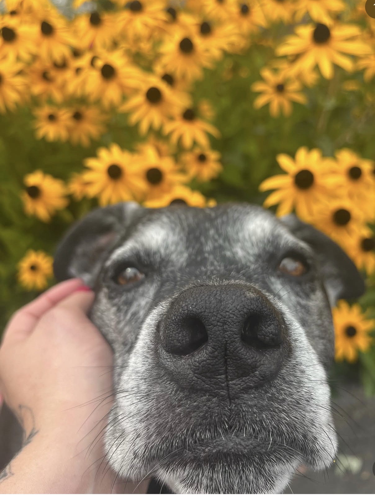 Close-up of a dog's face with a background of yellow flowers, person's hand gently holding the dog's head.