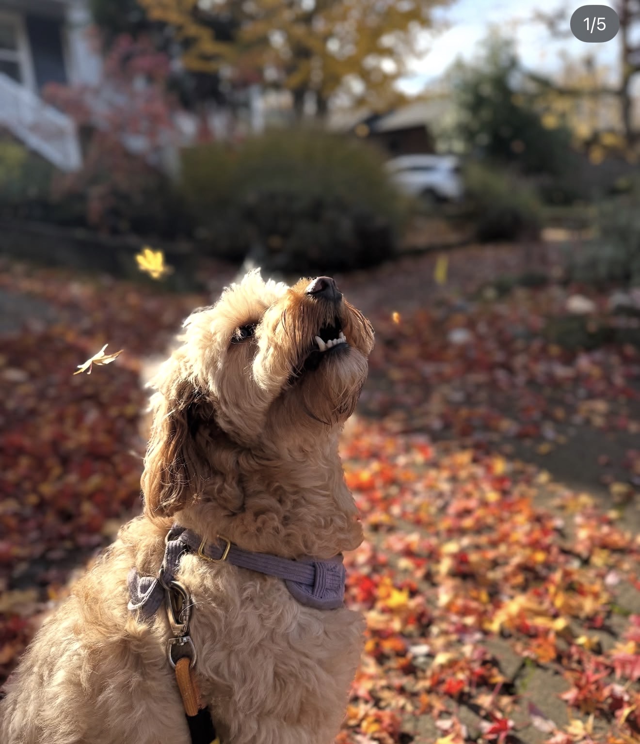 Dog with curly fur wearing a purple collar outdoors on autumn leaves, looking upward, with trees and houses in background.