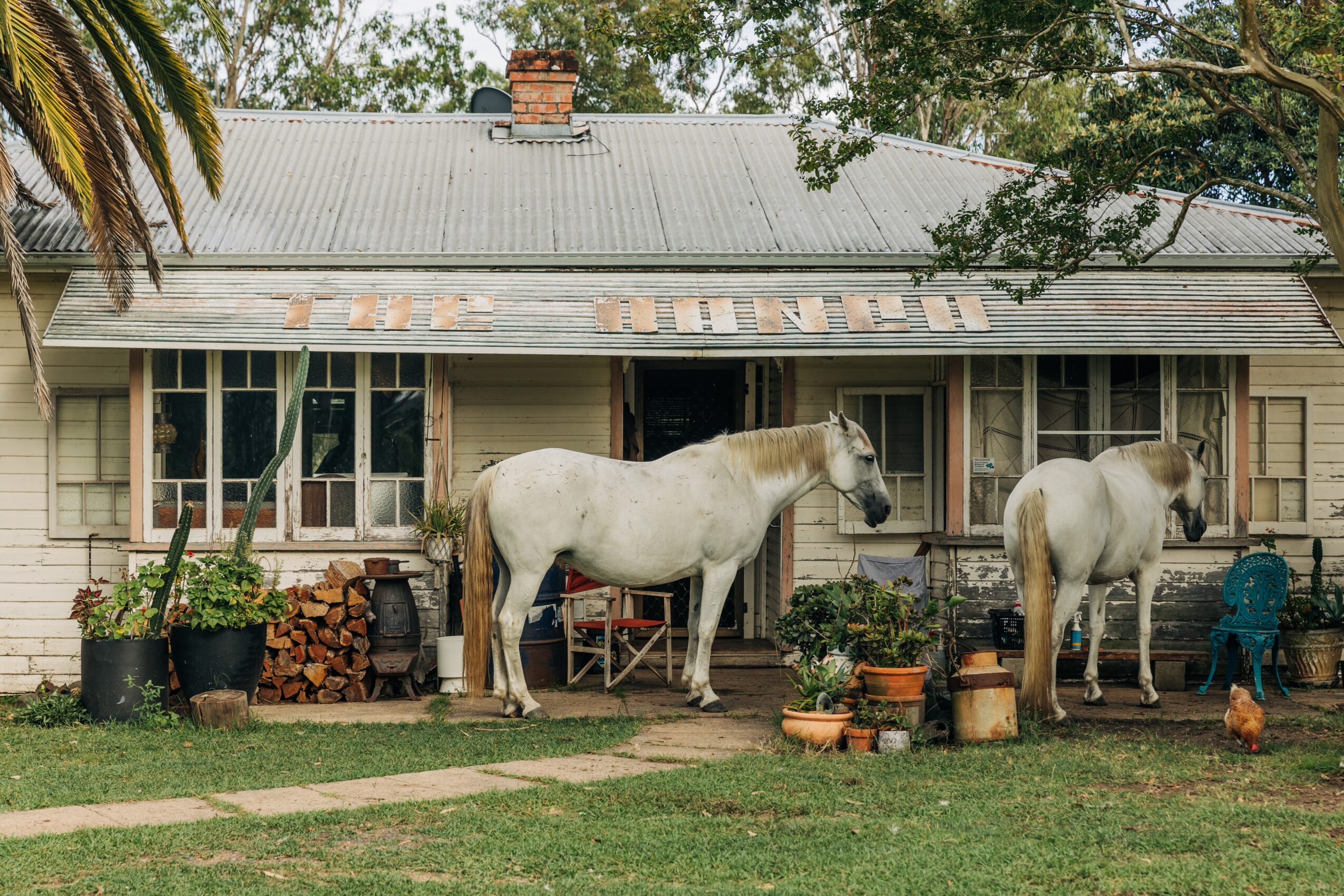 Two horses stand in front of a house with potted plants and stacked firewood, trees and a roof in the background.
