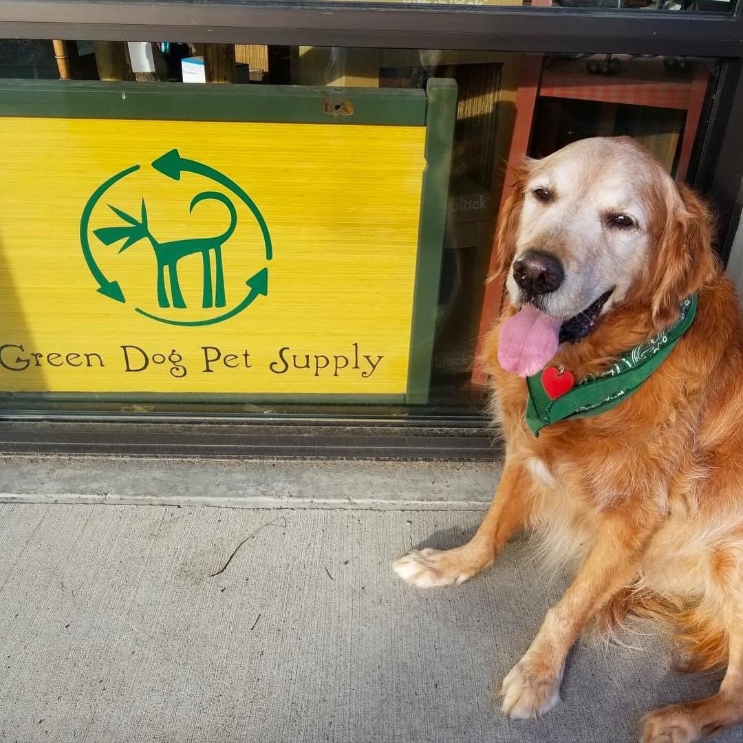 Golden retriever dog with tongue out sitting next to a green and yellow sign that reads 'Green Dog Pet Supply'.
