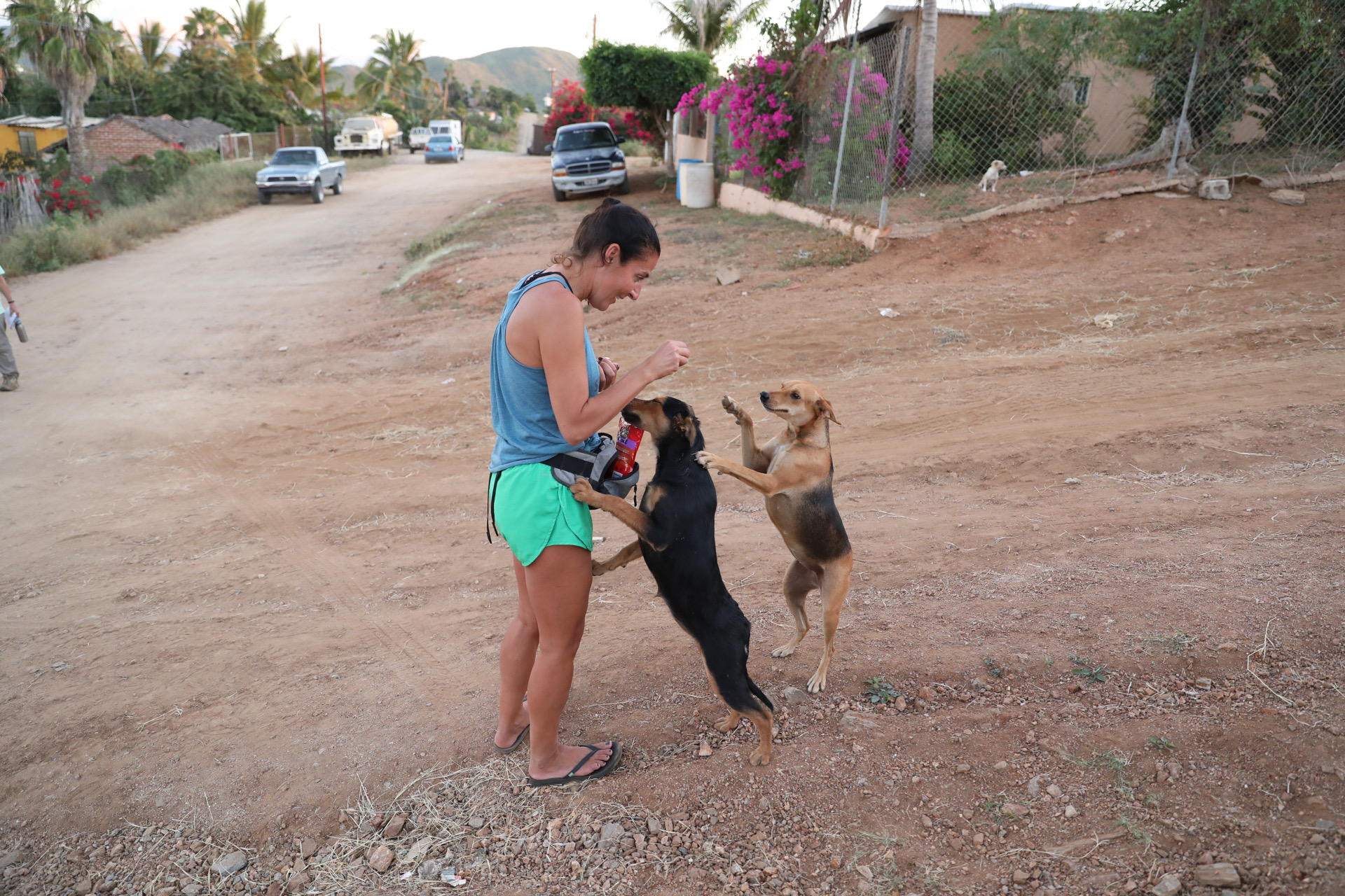 Person in blue tank top and green shorts playing with two dogs on a dirt road, cars and houses in background.