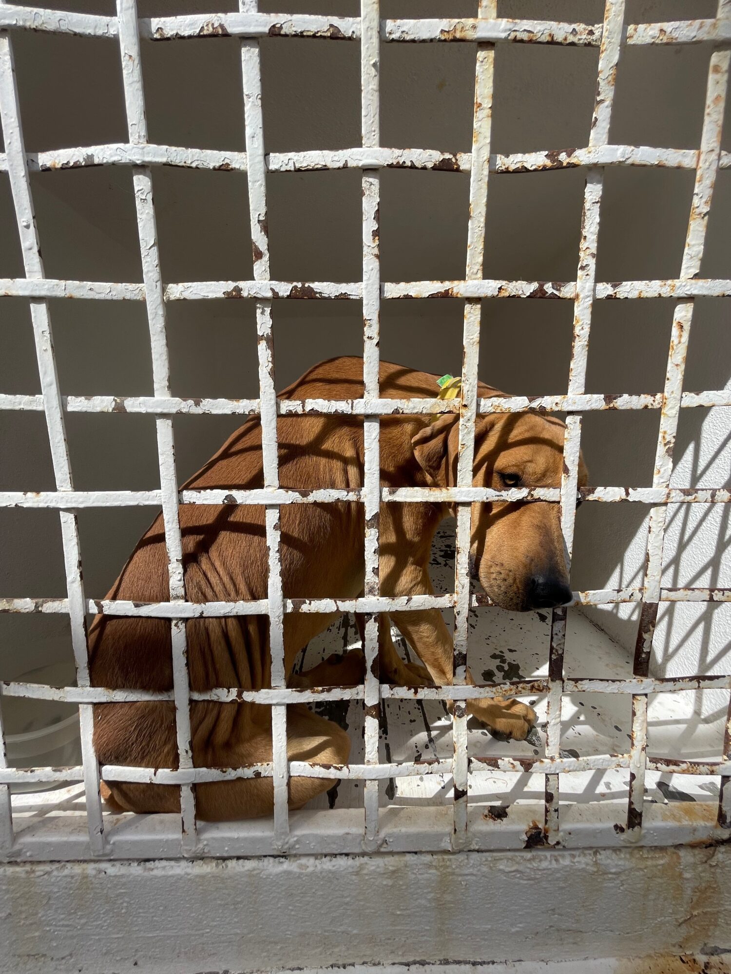 Dog sitting behind a metal cage with white bars, looking through the bars, with a neutral background.