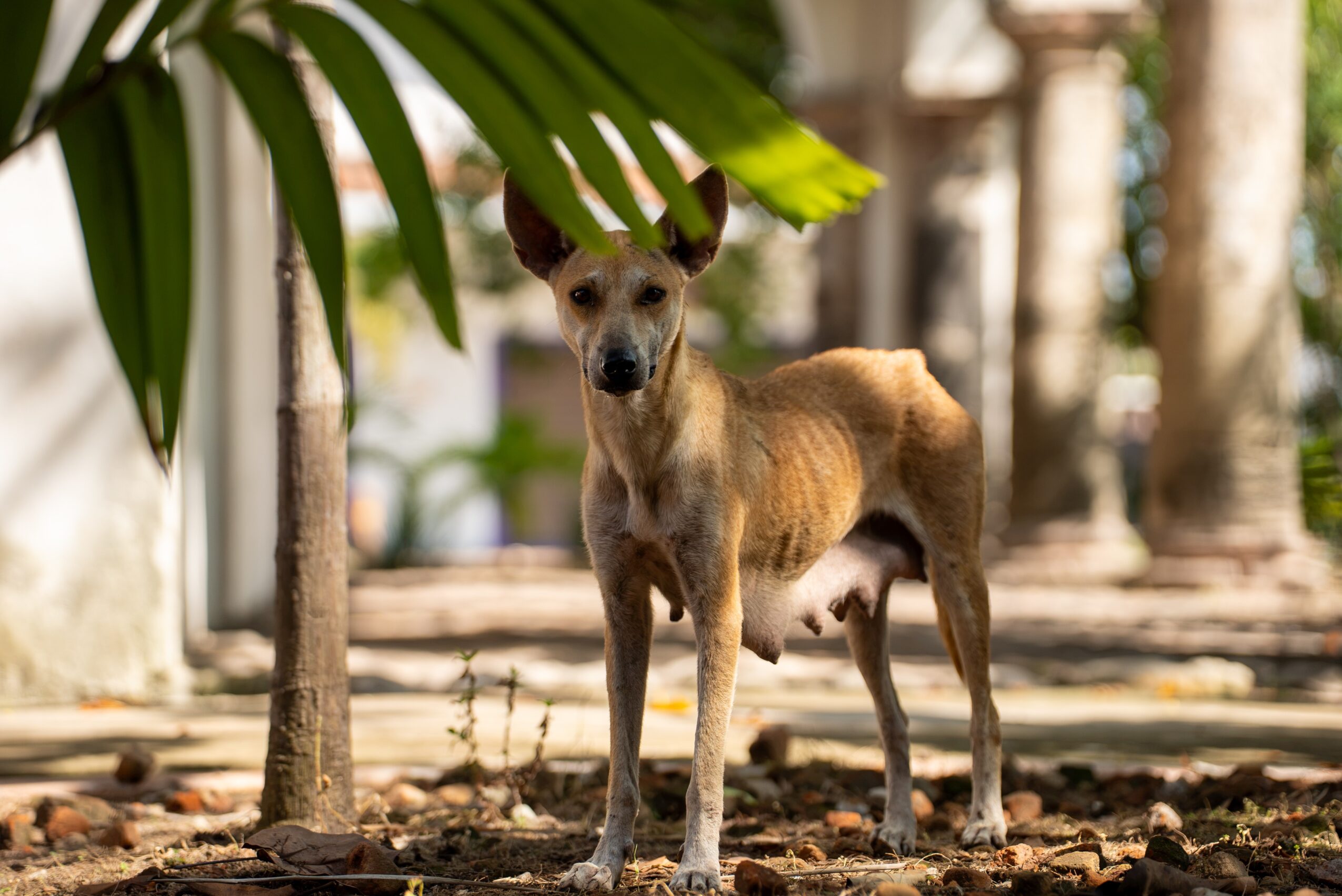Dog standing on ground among trees and plants, with leaves hanging overhead, in a natural outdoor setting.
