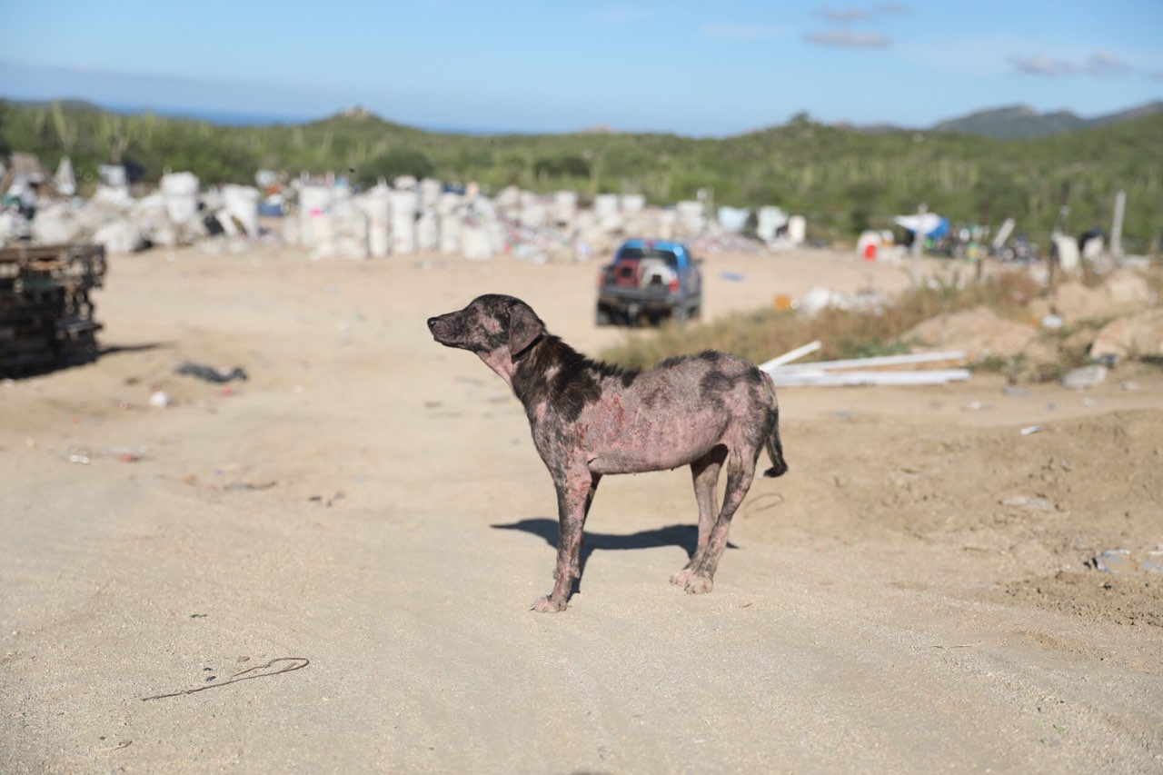 Dog standing on dirt road with construction materials and a car in background, landscape with hills and blue sky