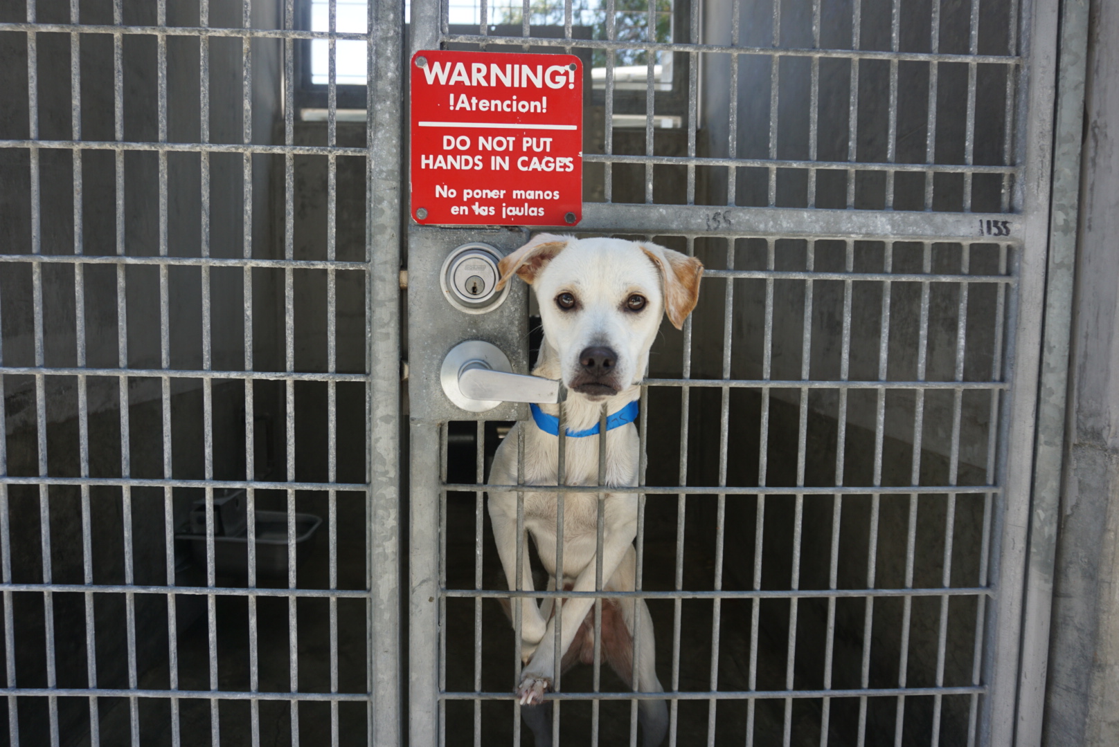 Dog with a blue collar looking through a metal gate with a warning sign, door handle in front of its face.