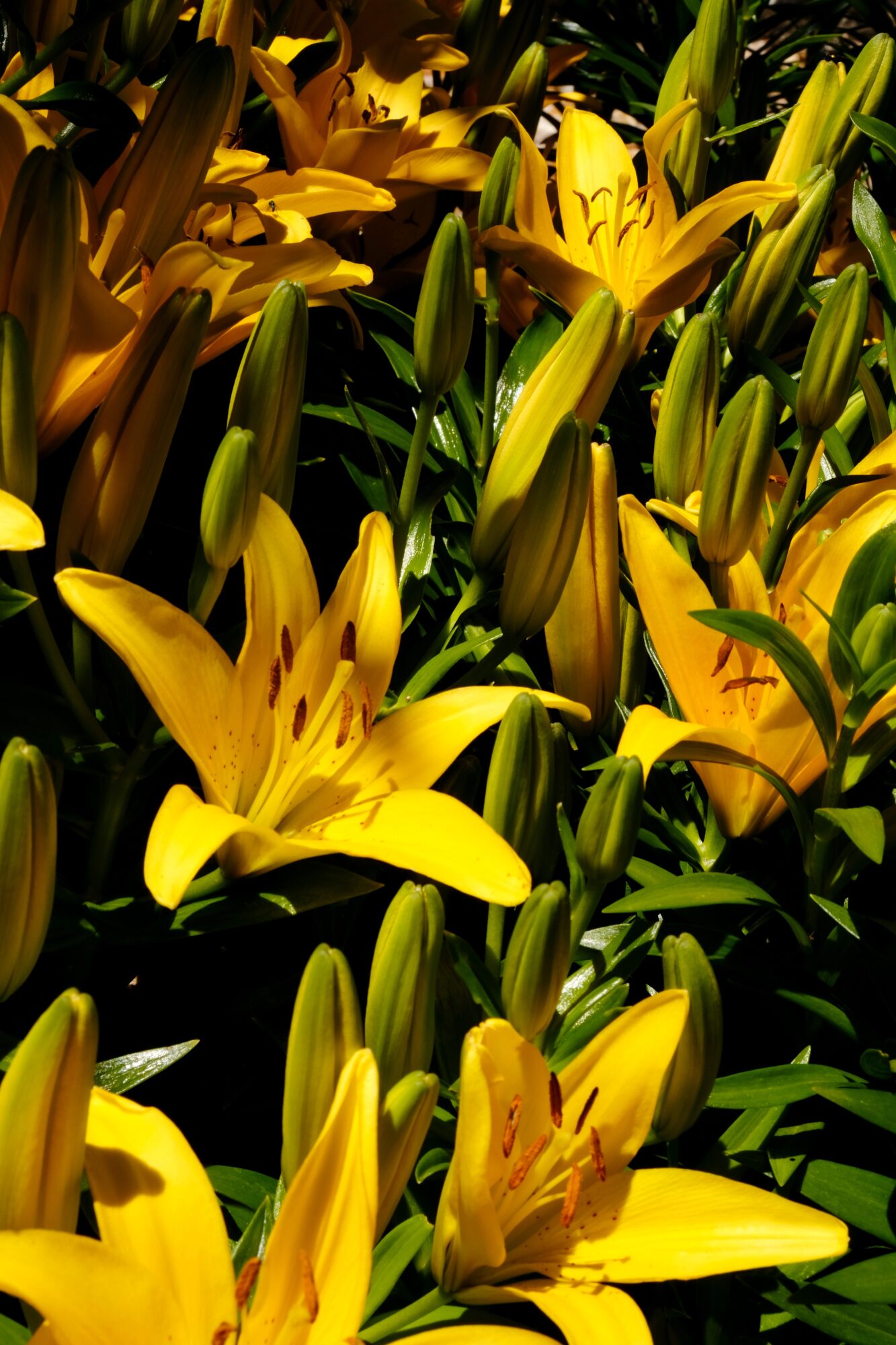 Bright yellow lilies with green leaves and buds, densely packed in a garden setting.
