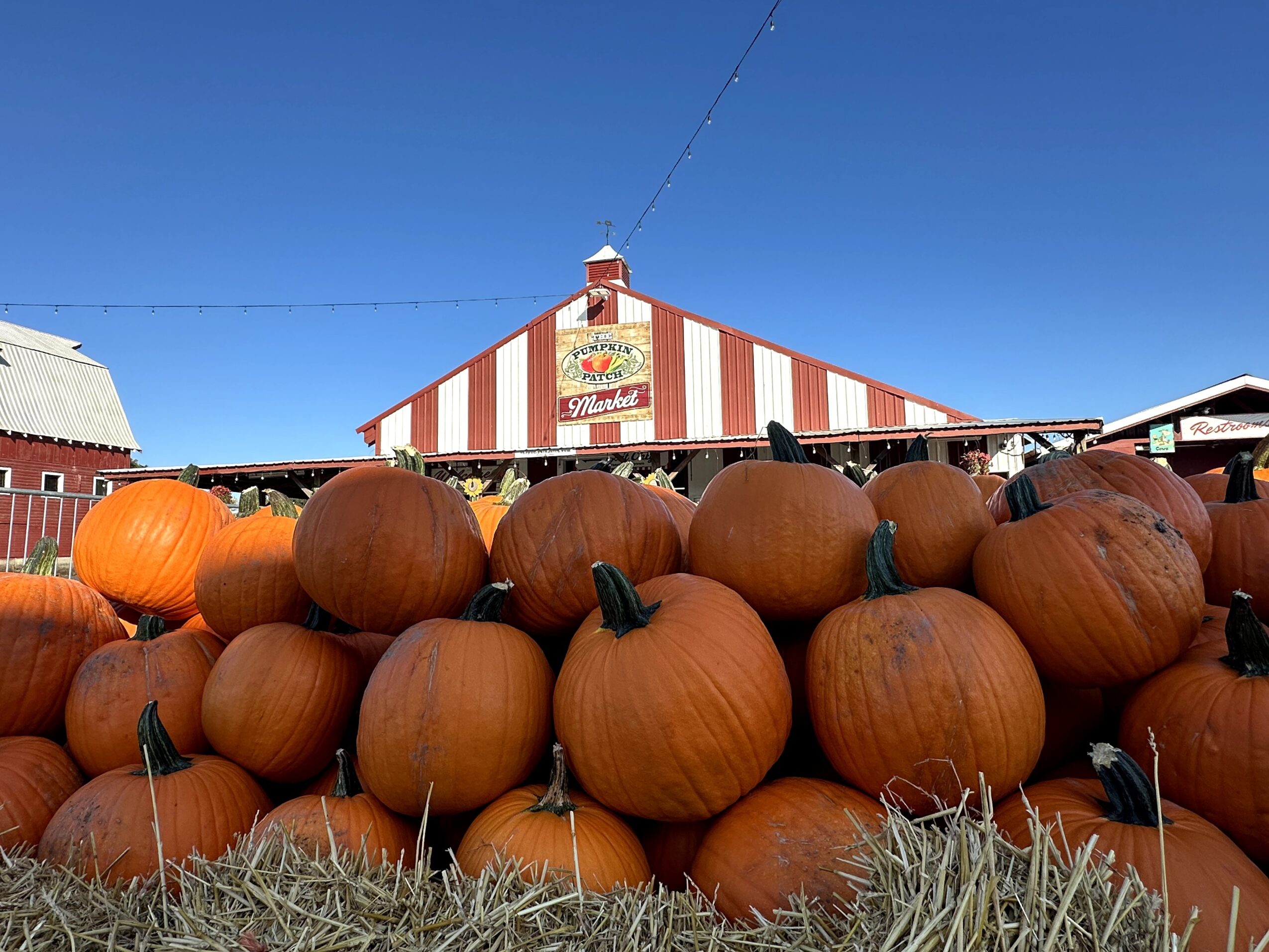 Pumpkins stacked in front of a building with red and white stripes, under a clear blue sky.