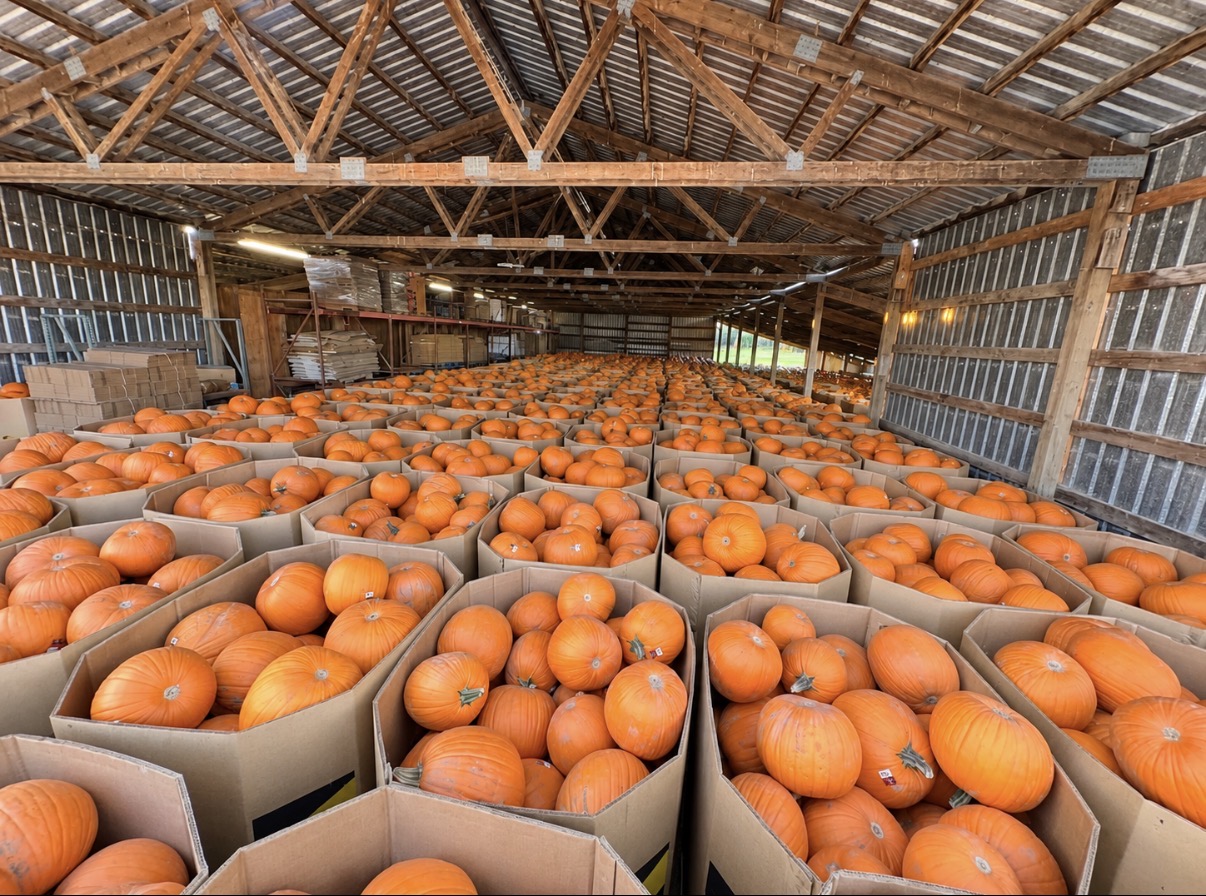 Rows of cardboard boxes filled with oranges inside a large warehouse with wooden beams and metal walls.