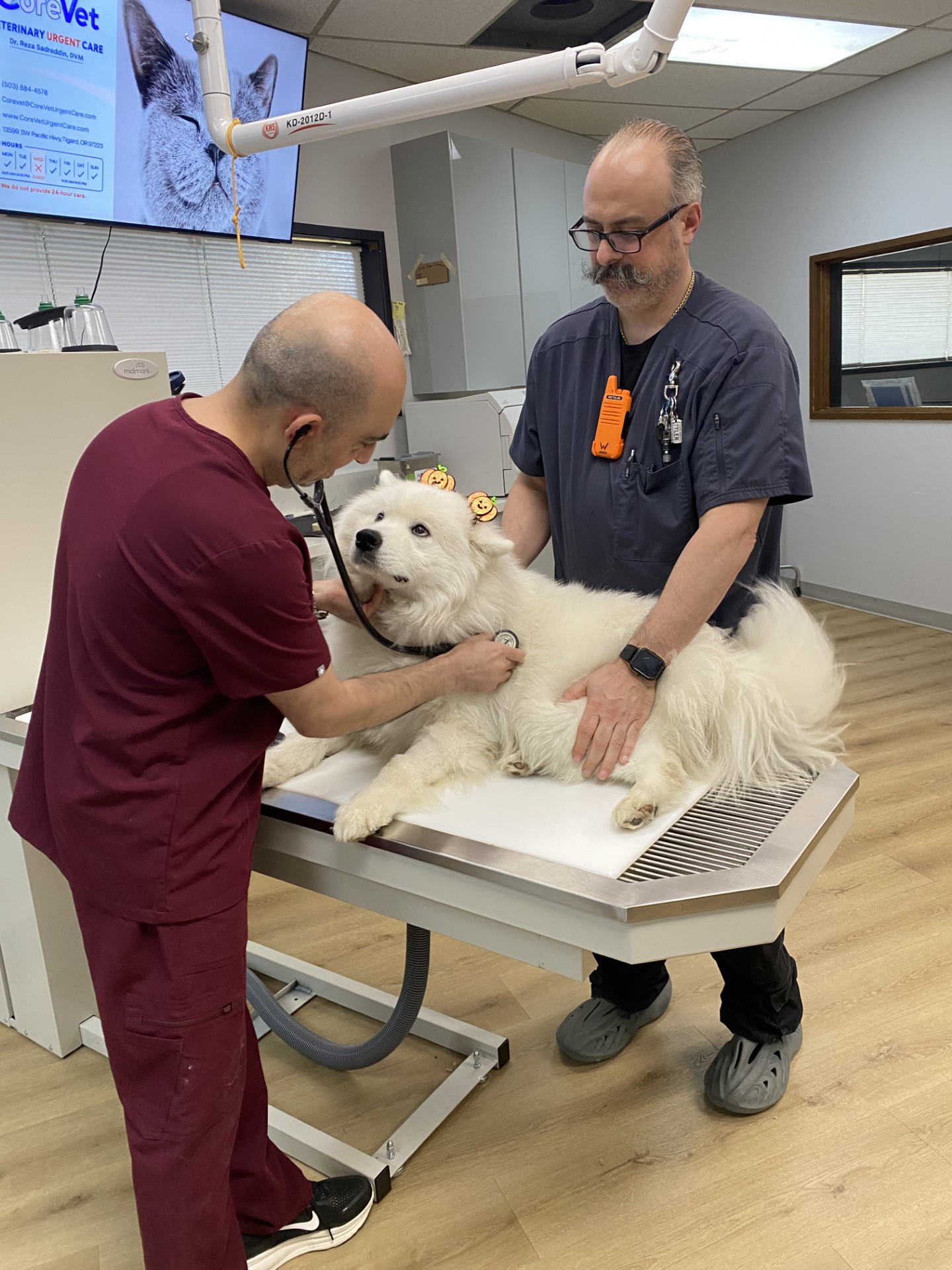 Two veterinarians examine a large white fluffy dog on an examination table in a clinical setting.