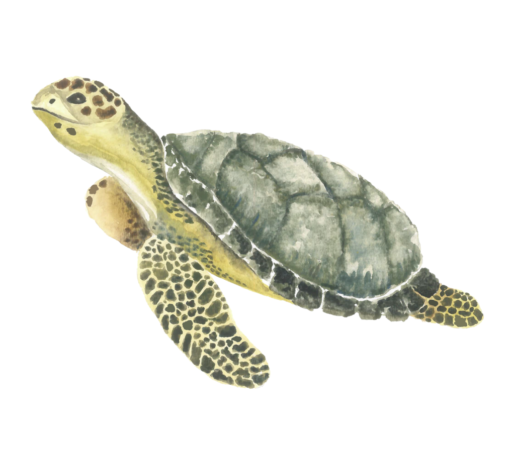 Watercolor illustration of a sea turtle swimming, shown from above against a white background.