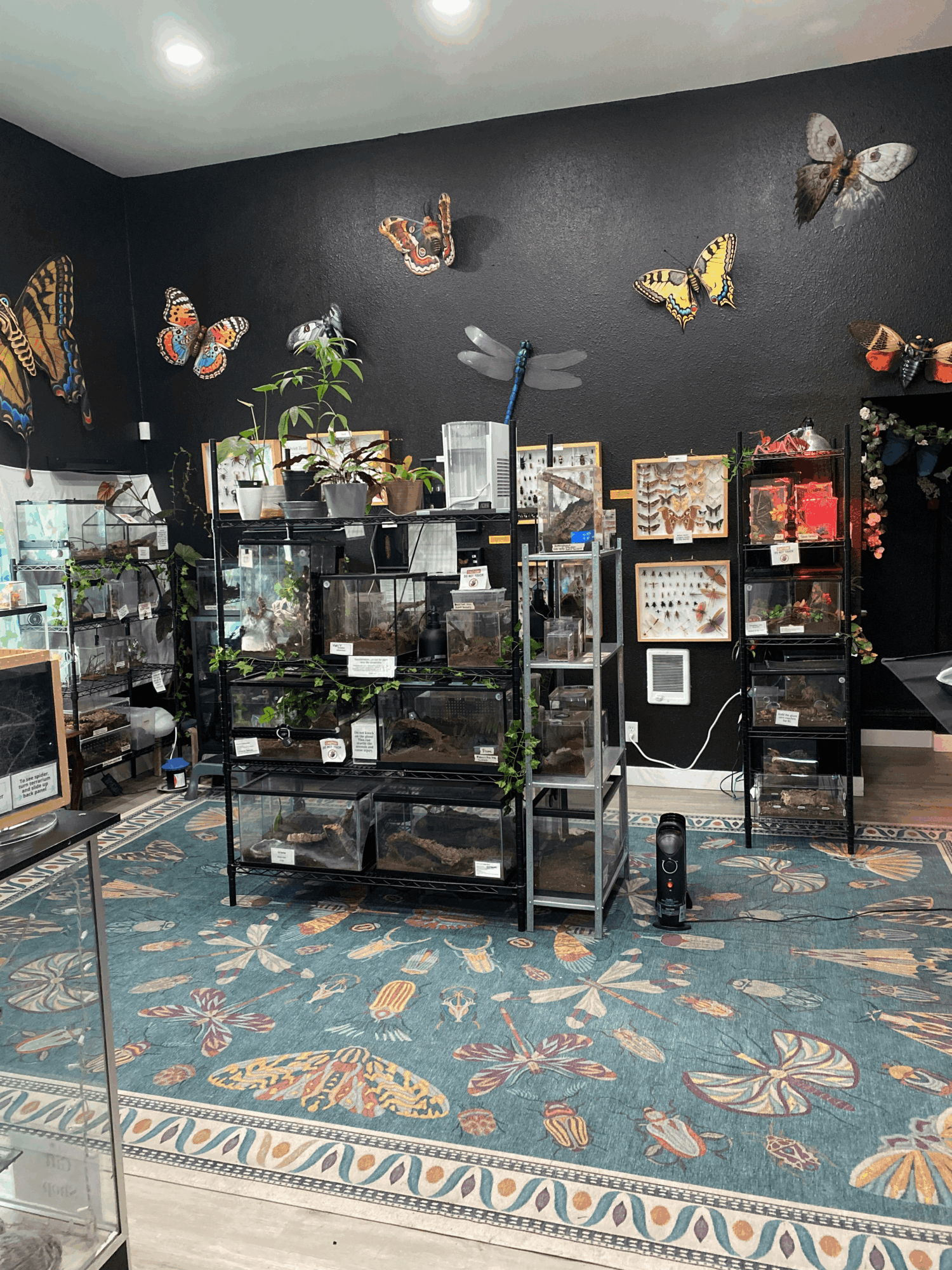 Room with glass display cases, plants, wall-mounted butterfly decorations, and a patterned blue carpet.