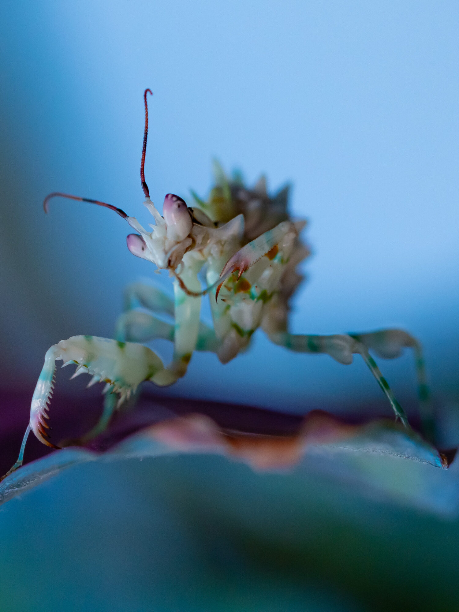 Close-up of a pale green praying mantis perched on a leaf against a blue background.