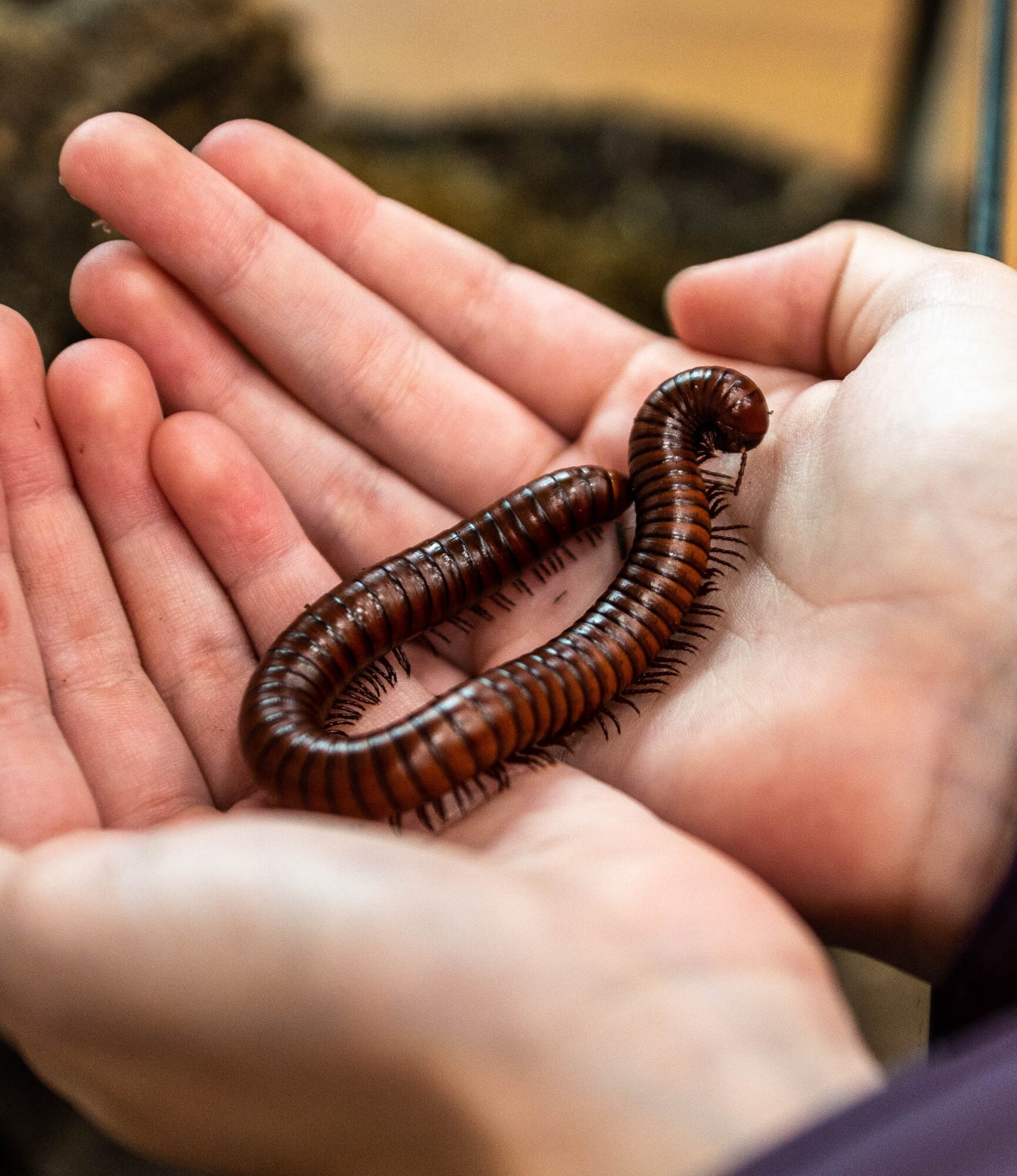 A dark reddish-brown millipede rests across two open hands.