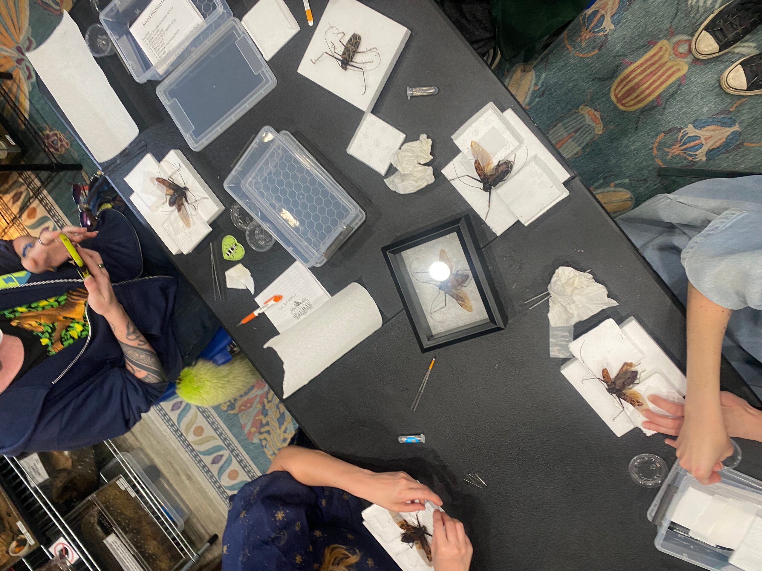 People gather around a table displaying specimen trays, framed insects, papers, and small objects.