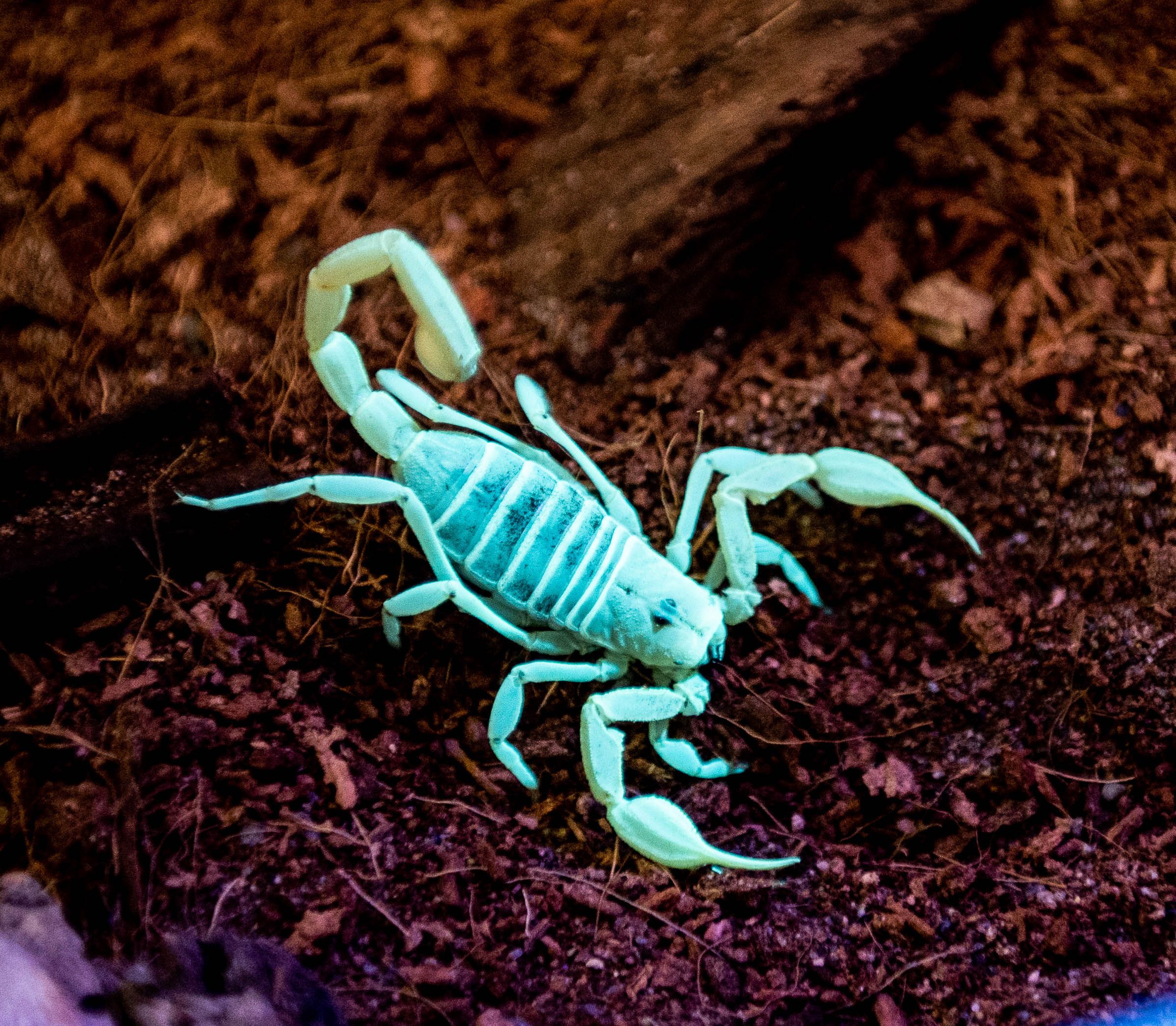 A turquoise scorpion stands on dark soil and leaf litter.