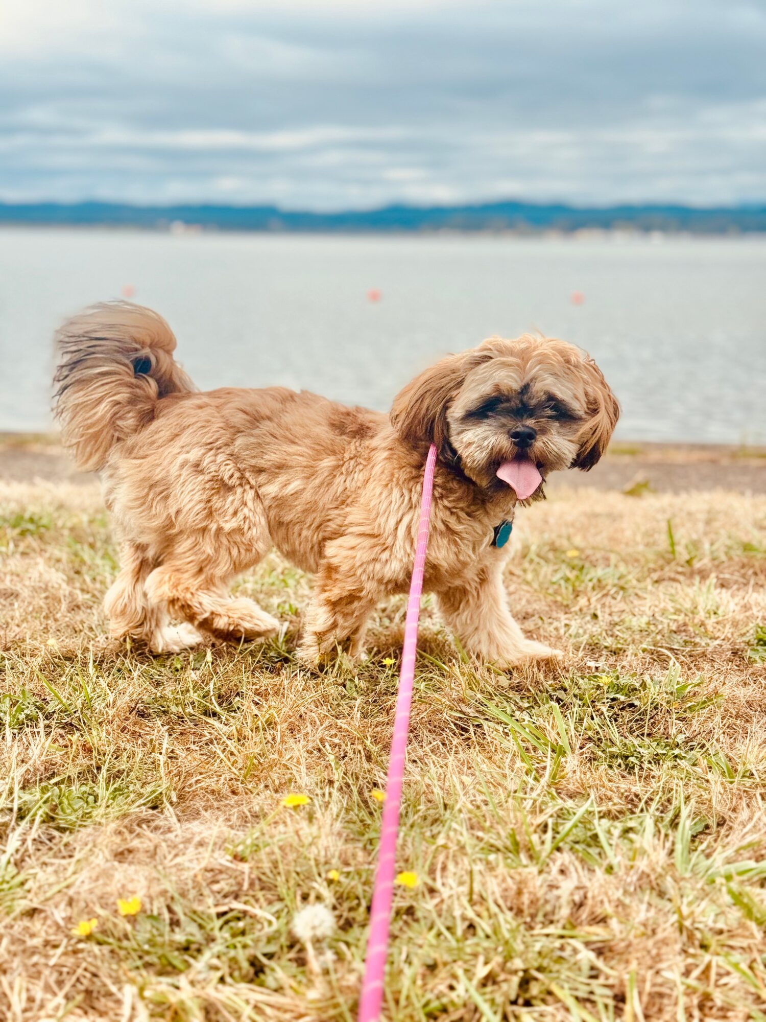 A small shaggy dog stands on dry grass beside a lake, attached to a pink leash.