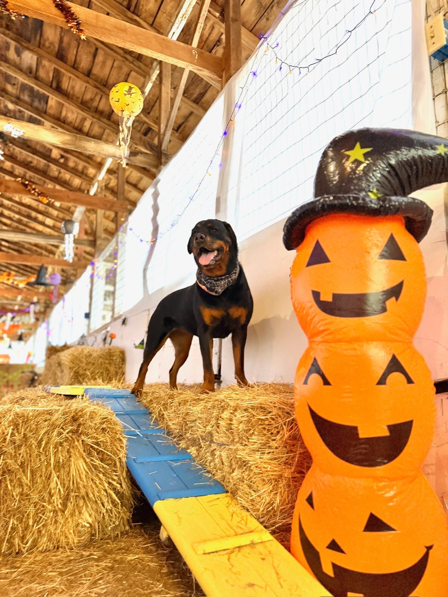 A dog stands on hay bales beside a stack of three orange jack-o’-lantern decorations wearing a black witch hat.