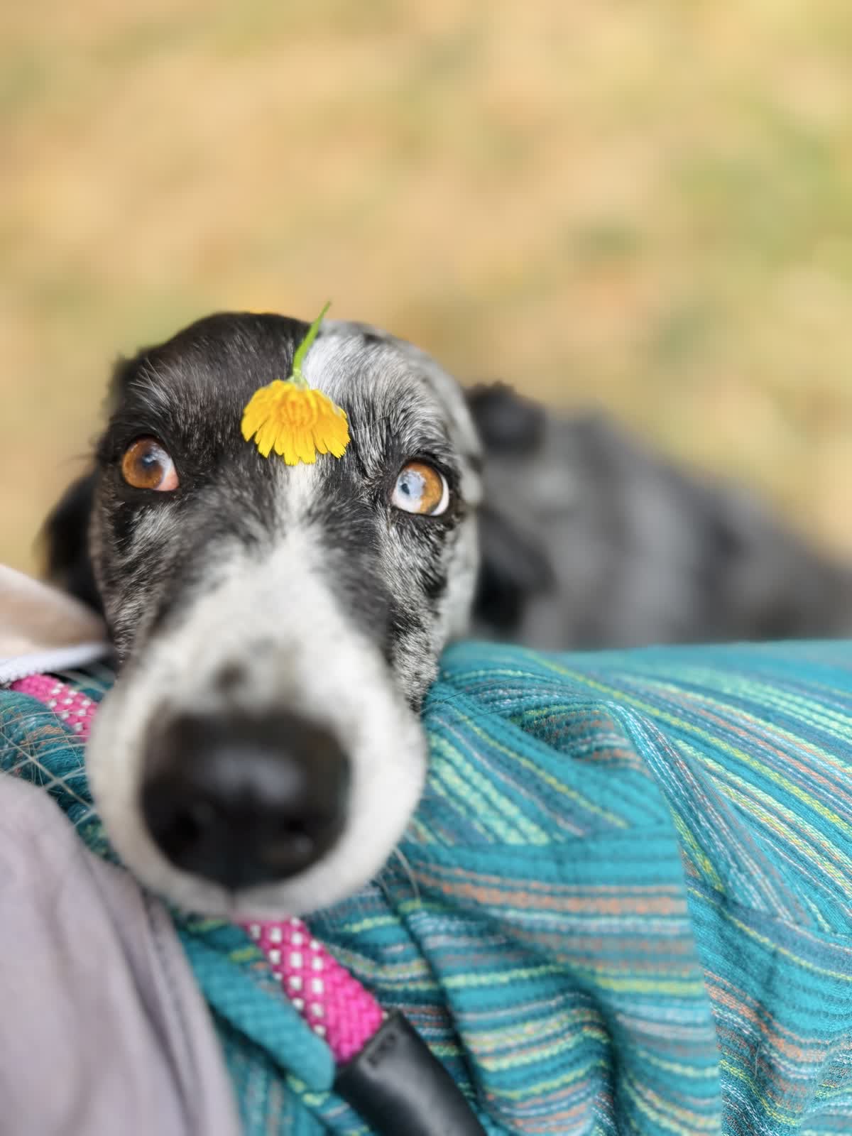 A black-and-white dog rests its head on a turquoise striped blanket, with a yellow flower on its forehead.