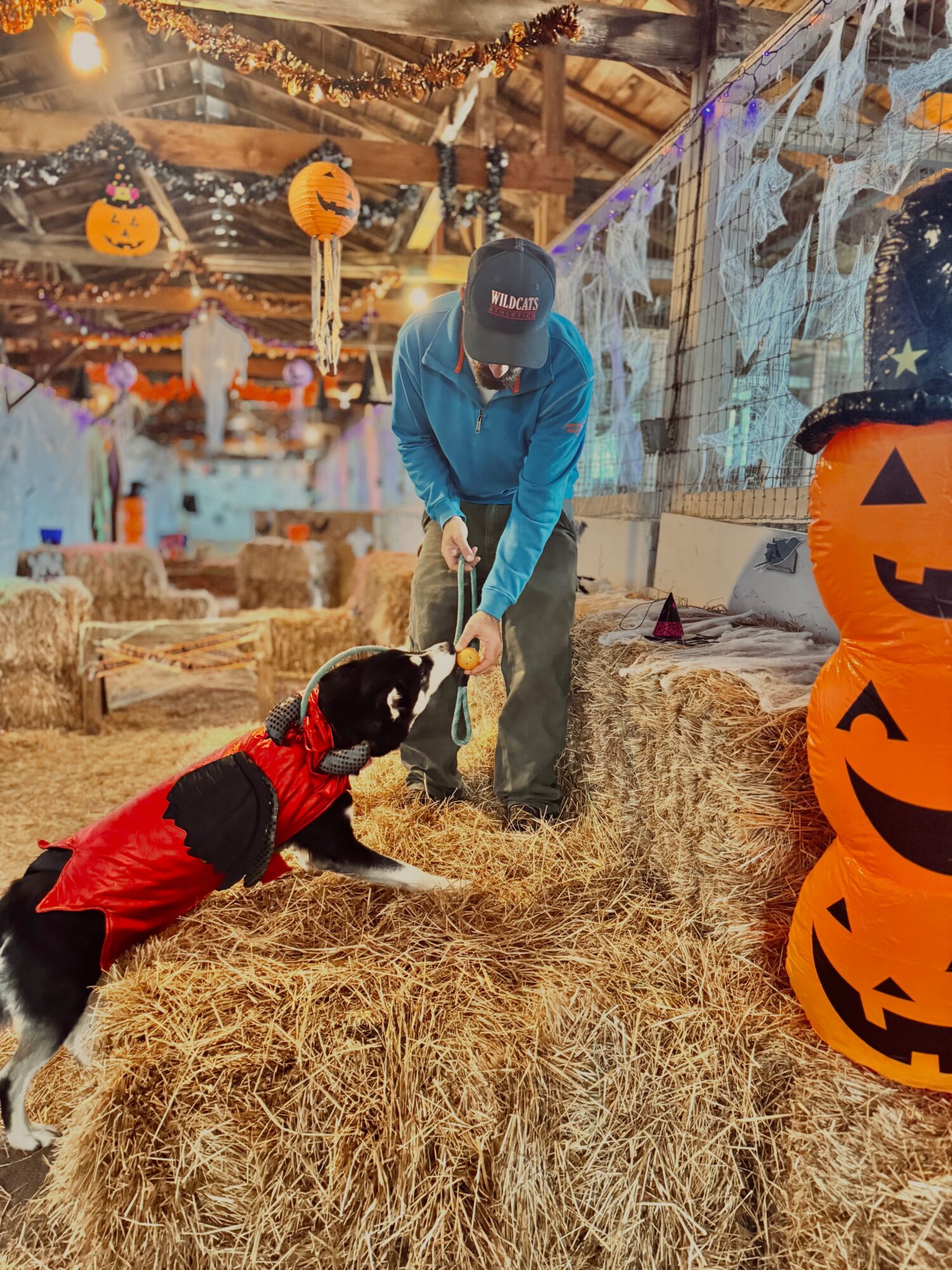 A person in a blue shirt reaches toward a black-and-red bird in a straw-filled barn decorated with Halloween pumpkins.