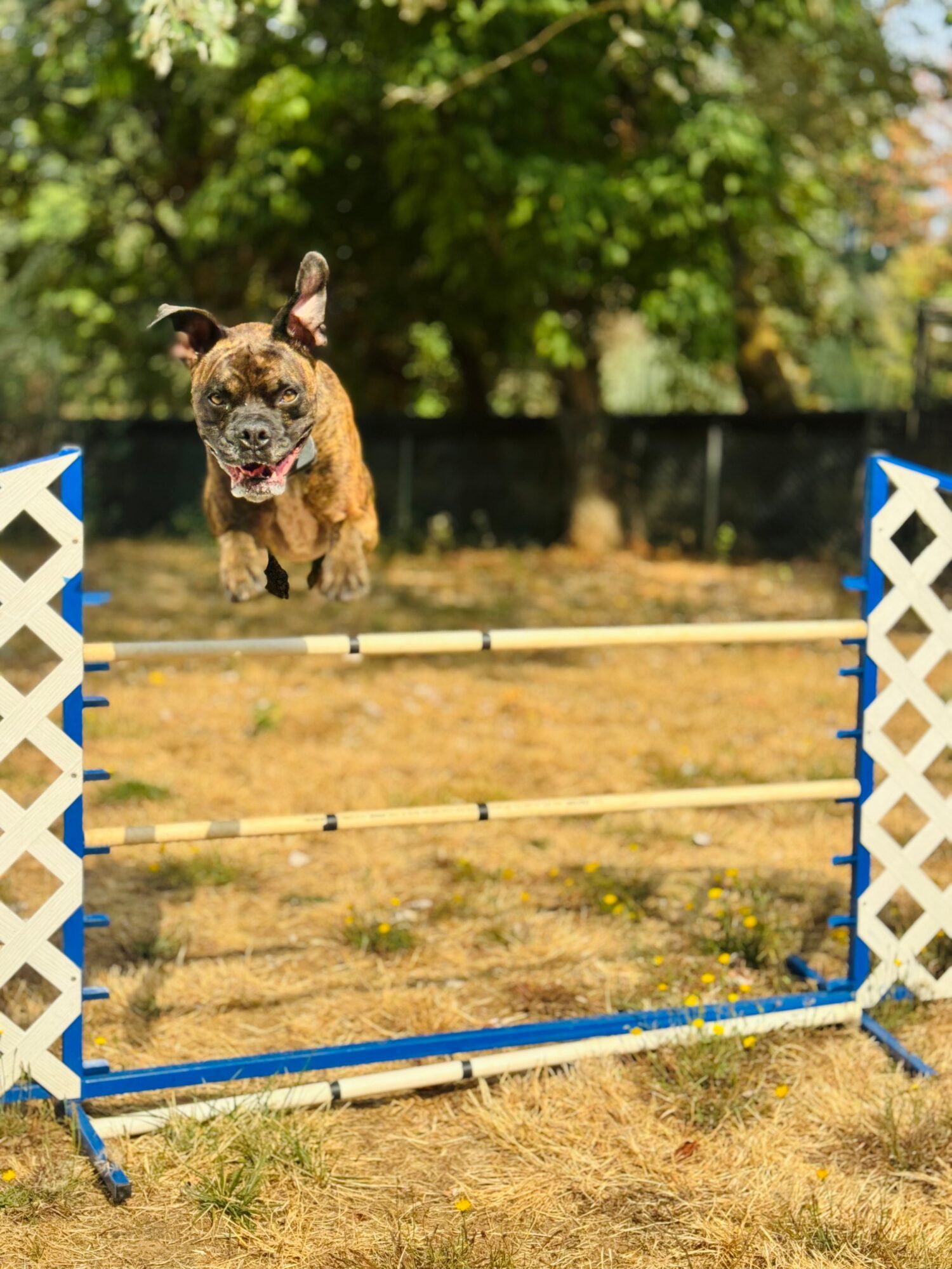 A dog jumps over an agility hurdle in a dry, grassy field.